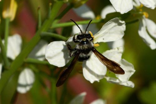 Andrena cineraria